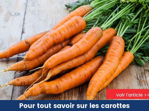 La carotte